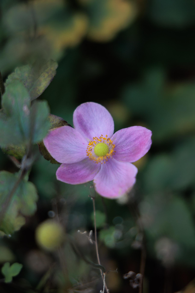 A delicate pink flower with a yellow center surrounded by green foliage.