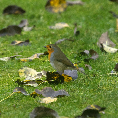 Ein Rotkehlchen (Erithacus rubecula) steht inmitten von grau-gelben Laub auf einer Rasenfläche und ist im Profil zu sehen.
Die orangerote Färbung reicht von Vorderstirn und Kehle bis zur Vorderbrust und umfasst auch die Kopf- und Halsseiten, am ausgeprägtesten zeigt sich der Fleck auf der Brust. An der Stirn ist die Orangefärbung weniger deutlich und aschgrau gesäumt. Die Oberseite ist olivbraun, im Frühjahr jedoch durch Abnutzung der äußeren Federsäume gräulich gefärbt. Die weiße Unterseite wird von den hellolivbraunen Körperseiten eingefasst. Während die Oberschwanzdecken eine gelbbraune Färbung haben, sind die Unterschwanzdecken rahmfarben. Die Steuerfedern sind dunkelbraun mit gelbgrauem Außenfahnensaum. Hand- und Armdecken sind groß mit rostbraunen Spitzen. Die Unterflügeldecken sind gräulichweiß bis hellbraun gefärbt.
Bei etwa der Hälfte der Altvögel tragen die zentralen großen Armdecken auf der Außenfahne einen kleinen gelben Spitzenfleck, der sich auf die Aufhellung der Schaftspitze beschränken kann.