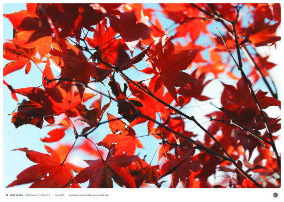 하늘 가득 새빨간 단풍으로 메운 모슴
