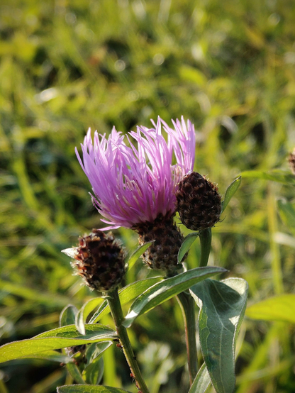 A blossom of Centaurea jacea (late ), known in English as brown knapweed.