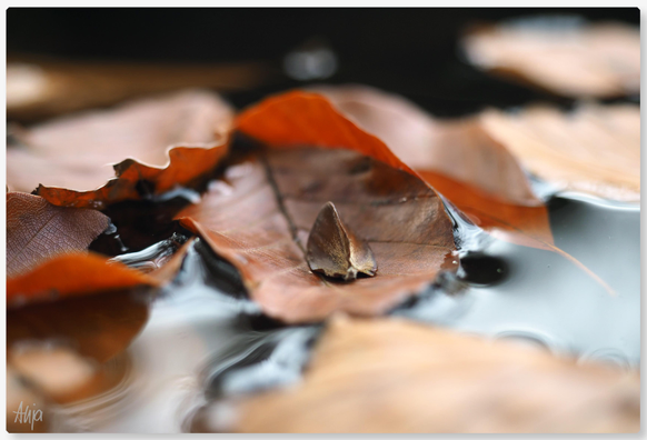 Nahaufnahme von braunroten Buchenblättern, die im Wasser schwimmen. Der Fokus liegt auf dem Blatt in der Mitte, auf dem eine dreikantige Buchecker schwimmt.

Close-up of brown-red beech leaves floating in water. The focus is on the leaf in the middle, on which a triangular beechnut is floating.