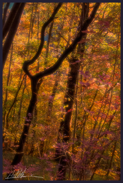 dark, thin, twisted tree trunks rise against a background of flaming yellows and oranges of autumn floiage