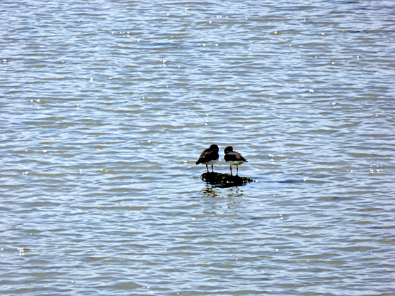 Foto van twee vogels op een houtblok dat net boven het water uitsteekt en waar ze maar net op passen