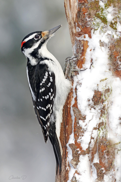 Pic chevelu ♂  reconnaissable à sa calotte rouge, ce mâle explore l’écorce enneigée à la recherche d’insectes. Espèce commune des forêts québécoises, active même par temps froid.
