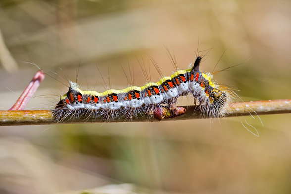 Fotografía de una oruga de Acronicta psi