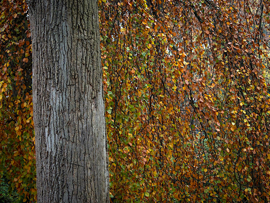 Im linken Feld sieht man einen Baumstamm dahinter auf der ganzen Bildfläche sind herbstlich Blätter zu sehen.
