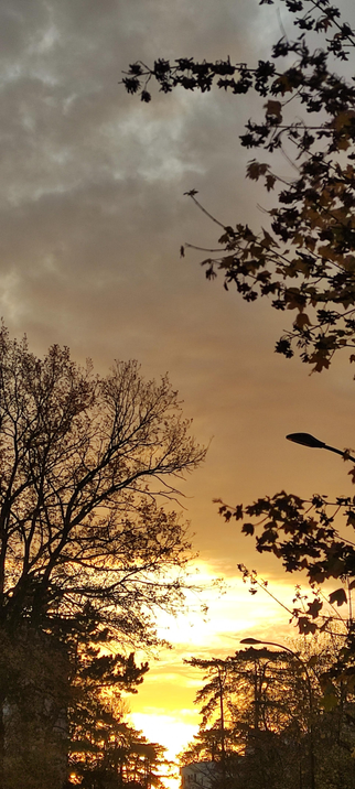 Ciel d’aube doré percé de nuages gris, avec le soleil qui se lève entre les arbres encore feuillus. Les branches sombres se découpent sur la lumière intense du matin, donnant une atmosphère à la fois douce et puissante