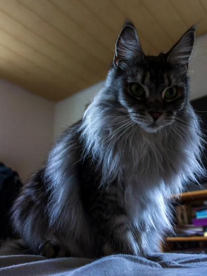 wir kommen um uns zu beschweren
we come to complain