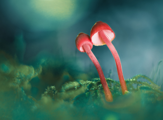 Two red mushrooms growing prominently next to each other against a darker blue background