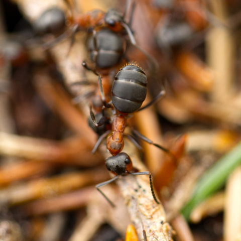 Das Bild zeigt die Nahaufnahme einer Roten Waldameise (Formica rufa), die auf einem Zweig unterwegs ist. Weitere Tiere sind unscharf im Hintergrund zu erkennen.