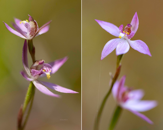 Pink forms of Caladenia alata (fairy fingers) north of Mallacoota, East Gippsland, VIC - spring orchids 2025.