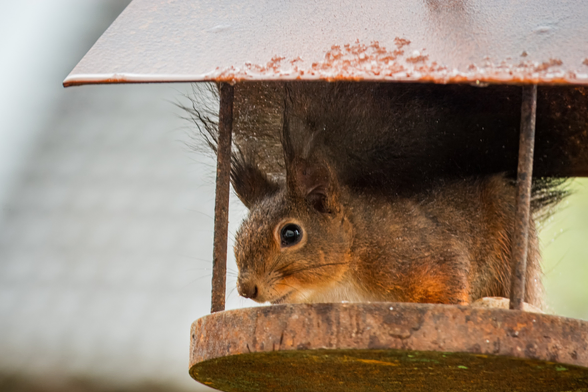 Das Bild zeigt ein Eichhörnchen, das in einem Futterhaus sitzt. Das Futterhaus ist aus Metall und wirkt etwas rostig. Das Eichhörnchen hat ein rötlich-braunes Fell und schaut aufmerksam zur Seite. Der Hintergrund ist leicht unscharf, was den Fokus auf das Eichhörnchen lenkt.