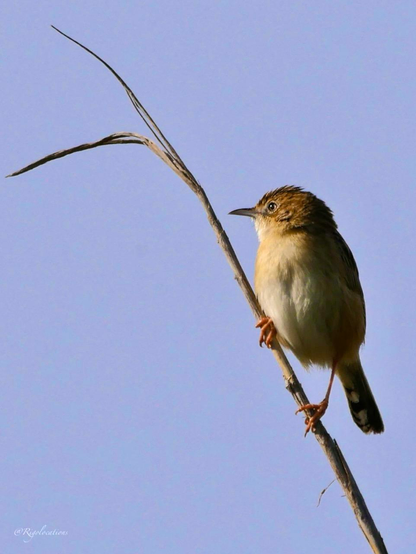 Gros plan sur un cisticole des joncs (petit oiseau au ventre beige et au dos brunatre) perché en haut d’un fin roseau dont la cime se termine par deux feuilles sèches. Le roseau fait presque une diagonale barrant la photo en deux, et l’oiseau occupe la moitié en en haut à droite de l’image. L’oiseau est de trois-quarts face et tourne la tête vers la gauche. On voit bien son oeil gauche et la forme un peu incurvée de son bec. Le ciel est bleu-gris uni dans le fond. La lumière dorée de fin d’après midi éclaire l’oiseau sur sa gauche. 