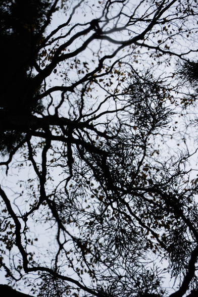 Silhouetted branches intertwine against a light sky, showcasing intricate patterns and scattered autumn leaves.