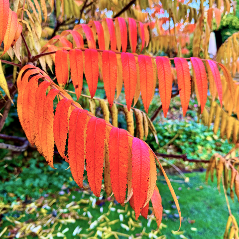 Took this photo yesterday of a Staghorn. Plenty of reds and yellows. 