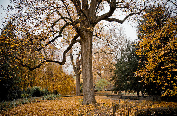Ein herbstlicher Bildausschnitt von einer alten Parkanlage. Der Boden ist voller Herbstlaub. In der Mitte steht ein alter Baum, der die meisten Herbstblätter verloren hat. Rundherum stehen weiter kleinere Bäume an denen noch viele Herbstblätter hängen.