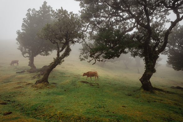 A brown cow walking in the center of the frame between two large trees, another cow and trees can be seen in the background, there is a lot of fog, drizzle is falling.