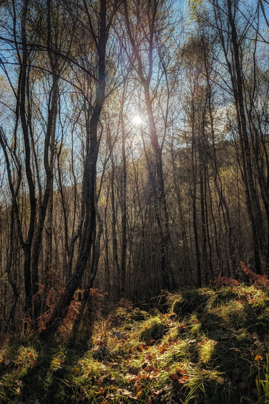 A low-angle photo looking up at a dense stand of slender, mostly bare deciduous trees in a sunny woodland. Bright sunlight bursts through the trees near the centre, creating strong shafts of light and dappled shadows across the forest floor. The ground is covered in patches of bright green grass, dry brown ferns, and fallen autumnal leaves, with the light intensely illuminating the foreground. The mood is warm, mystical, and peaceful.