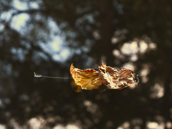 Pretty leaves floating in a sunlight lit canal.