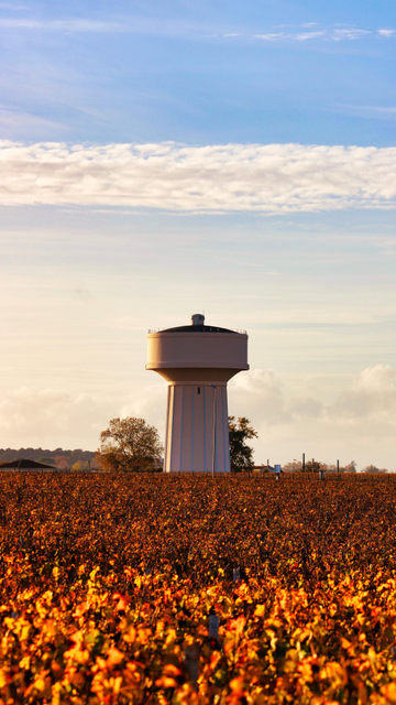 Photo prise au déclin du jour.
Un château d'eau est au centre de l'image, il capte un peu la lumière plus chaude du soleil.
Devant: Des vignes, aux couleurs d'automne! Beaucoup de marron, jaune et orange.
En fond: Le ciel avec des nuages très fins et un peu de ciel bleu visible.