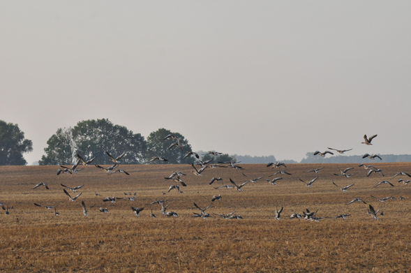 Im Herbst kommen die Wildgänse aus den skandinavischen Bergen. Die abgeernteten Felder auf Rügen sind willkommene Raststätten um die Reserven noch einmal nachzufüllen. Dort übernachten sie auch und in der Frühe kann man grössere Gruppen  beobachten. Hier scheinen noch einige die nächtlicher Ruhe auszukosten, aber eine erwartungsvolle Ungeduld ist spürbar. 