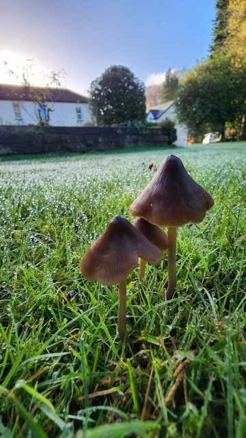 Three little brown mushrooms with pointy parasols growing through dew-soaked grass. The dew on the grass in the background becomes blurred into little balls of light. There's a building and some trees further back, under a hazy blue morning sky.