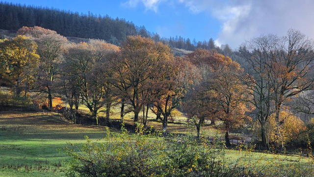 A row of big oaks between two lush green grass fields, their leaves turned orange, with a bright blue sky above.