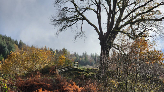 A big oak stands on the top of a hill, leafless, surrounded by hedgerows and smaller trees with red and yellow leaves, and a little wooden fence cresting the hill alongside.