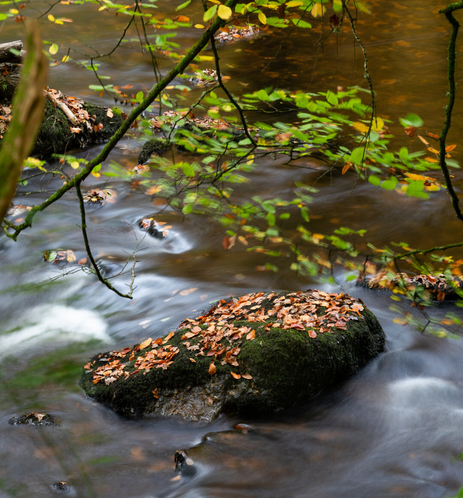 A photo of a river in a forest. There are green leaves on a tree in the foreground. There is a stone in the river covered in moss and that is covered with fallen brown leaves. The water is smoothed and softened by long exposure. Peaceful calm.