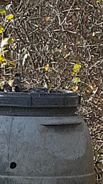 Compost bin which lid doubles as a birdbath. Four sparrows having fun.