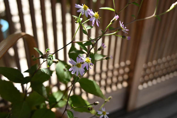 格子戸の前に生けられたノコンギク。/ 2025.11.10 寺町仏光寺あたりから