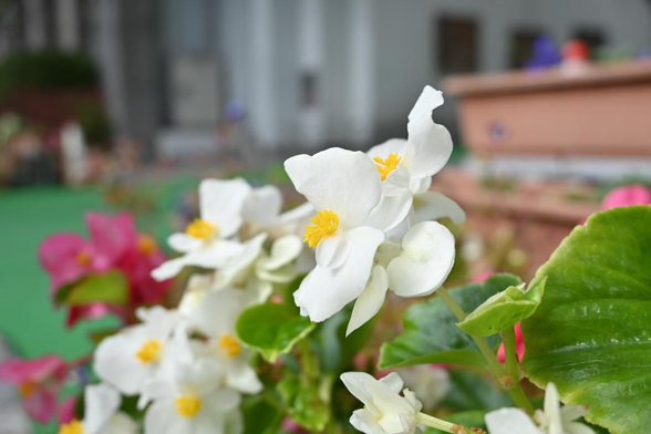 正門前に飾られた白いベゴニア。/ 2025.11.10 洛央小学校から