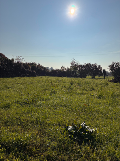 Prato, alberi, cielo e sole
