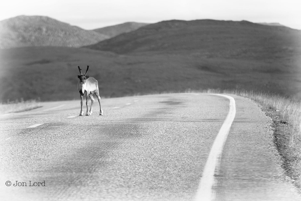 This is a black and white wildlife photo in landscape format of a juvenile Reindeer standing in the middle of a small rural road. Nordkapp, Norway (2015).

There is a grey, tarmac road stretching away from the camera for, perhaps, twenty metres before sloping downwards and turning sharply to the left. The road has a continuous white line on the outsides, about a metre from the edge and striped white dashes at intervals of about two metres in the centre of the road. In the middle of the road is our young Reindeer, about a metre and a half tall, standing and facing the camera and about five metres away. The Reindeer has a dark head and top of the torso with the sides being much lighter. There are two short, perhaps half a metre in length, antlers, still covered in down. On the sides of the road is light, short and sparse grass. In the distance, a few km away, is a treeless moorland consisting of a number of small rounded hills. A pale overcast sky is above. 

Oh - the young Reindeer's mother was only a short distance away.