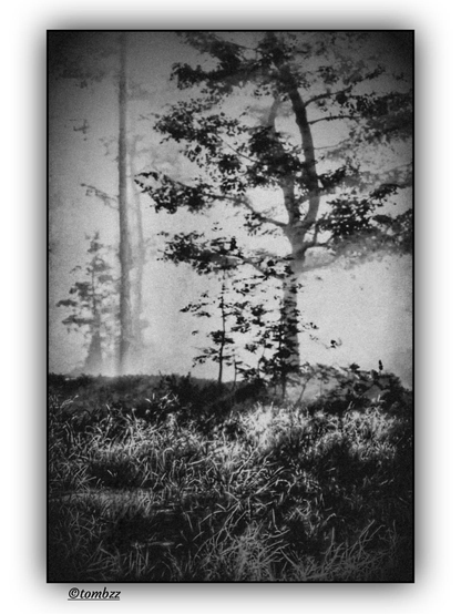 Black and white analog photo showing a foggy forest scene. In the foreground, thick soft grass and uneven forest floor rise gently into a small hill. A single tree stands in the center, its slender trunk slightly tilted like it’s listening to the silence around it. More trees fade into the mist in the background, their outlines blurred, adding depth and a quiet rhythm. The light is soft and scattered, highlighting the contrast between the bright ground and the shadowy trees. The whole image feels calm and suspended, like time has paused in this quiet, foggy space.