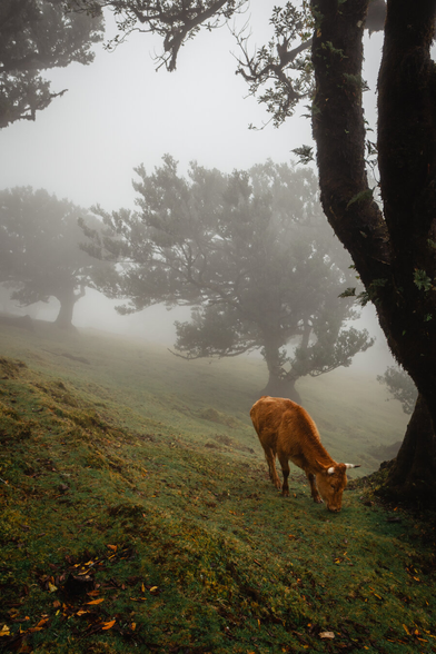 A big brown cow walking in the right bottom corner of the frame between large trees, trees can be seen in the background, there is a lot of fog, drizzle is falling.