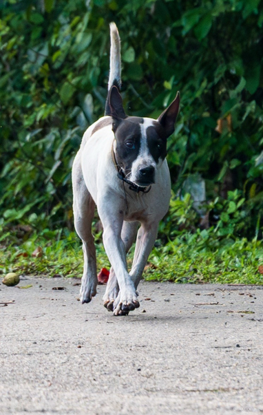 A dog enjoying a morning romp. 