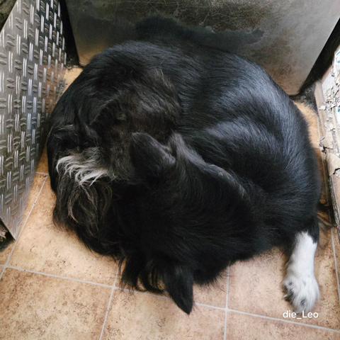 Lea - unsere Border Collie Hündin nachdem  sie sich draußen ausgetobt hat ...

Lea - our Border Collie female, after she had left off steam outside ...