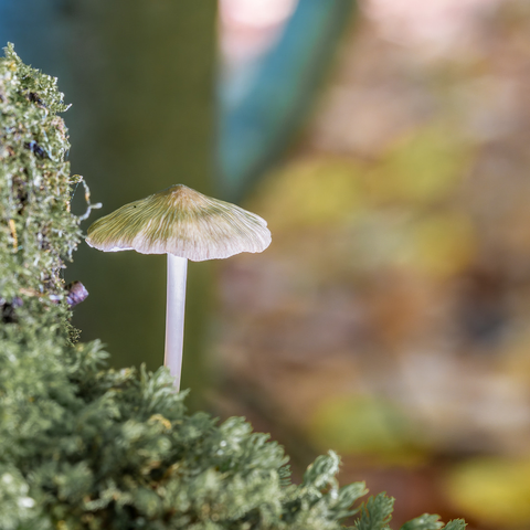A delicate white mushroom with a pale yellow-green cap grows from moss-covered bark, its thin white stem supporting an umbrella-shaped cap with fine radial gills visible on the underside, photographed in soft natural light with a blurred forest background.