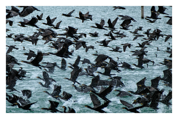 Foto im Querformat. Dutzende Kormorane, große schwarze Vögel, starten gerade vom Wasser aus. Es ist ein großes Durcheinander.