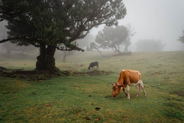 A big brown cow walking in the right bottom corner of the frame between large trees, trees can be seen in the background, there is a lot of fog, drizzle is falling.