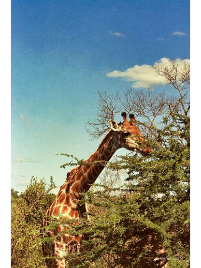 Giraffe munching on lush green leaves from a bush against a bright blue sky. Sparse clouds and bare branches add contrast to this serene wildlife scene.