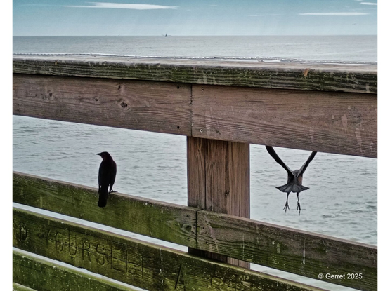 Two black birds sit on a weathered wooden railing by the sea, one perched, the other mid-flight, against a serene ocean background.