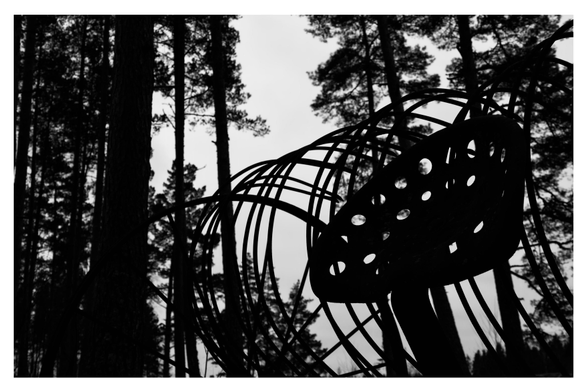 En liggande svartvit bild på en höskrinda mellan tallar. Bilden är tagen snett nerifrån. 