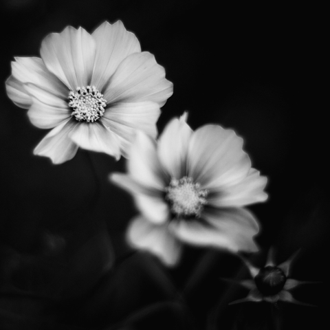 Three cosmos blooms in a diagonal line across a square frame. The background is entirely black and the most open bloom is also the sharpest and biggest in the top left corner. The other two are blurred and the smallest in the bottom right corner is just a bud with short spikey leaves ready to burst open.