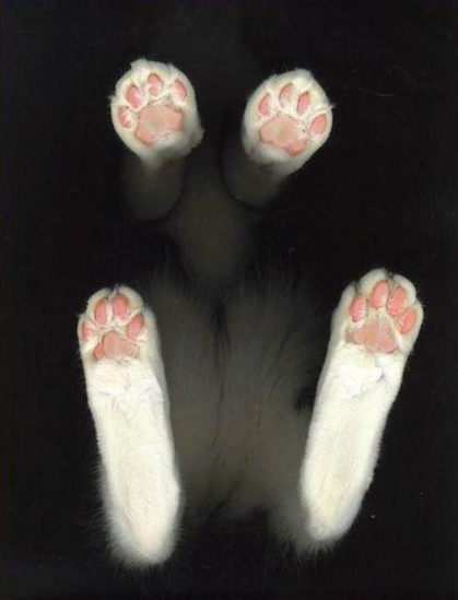 A photo of a cat lying on its back, showing its four paws pressed against a glass surface. The pink pads of the paws are clearly visible, contrasting with the white fur surrounding them. The background is dark, highlighting the paws.