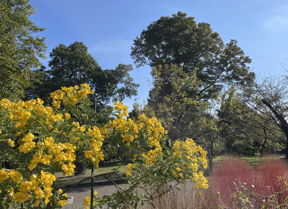 At the bottom right, looking transparent, are cochia (コキア)