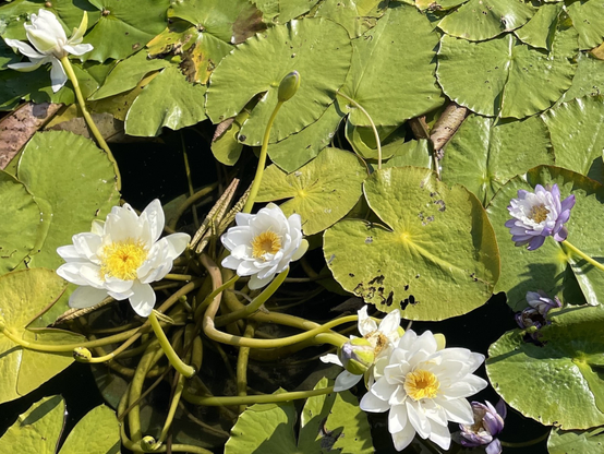 Water lilies