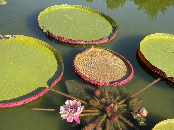 More unusual water lilies, with the lily pads looking almost artificial, because they were so neatly turned up on the outer edges like round cookie pans