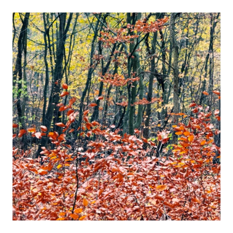 Untere Hälfte orangenes Laub an Sträuchern und dahinter dünne Bäume mit zum Teil gelbem Laub